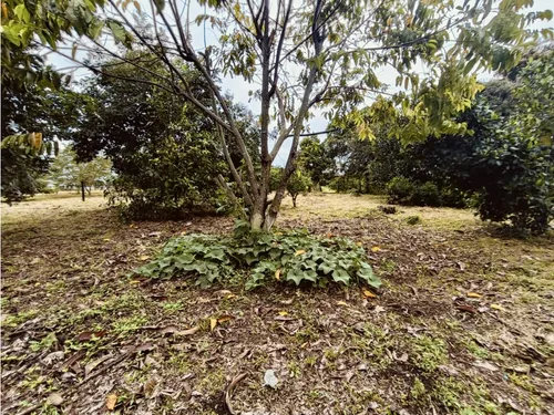 Se Venden Lotes En Quimbaya - Quindío