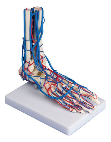 Modelo Anatômico Do Pé Vascular