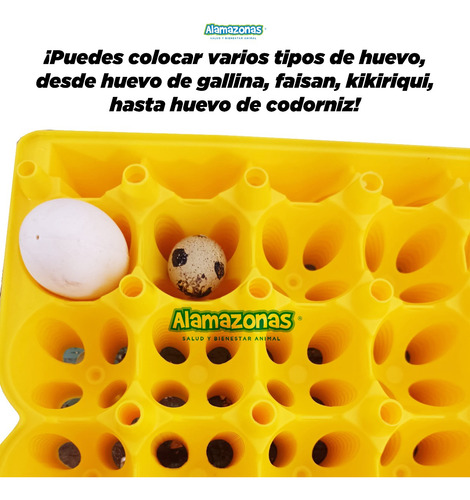 Kit 2 Charolas Filler 30 Huevos Codorniz Incubadora