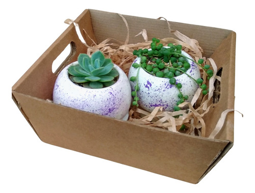 Cactus 2 Plantas Suculentas Box En Cuenco Para Regalar