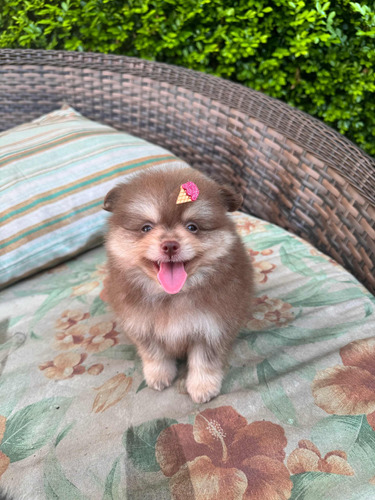 Cachorro Lulu Da Pomerania