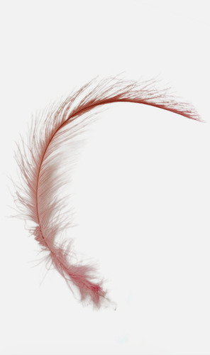 Plumas De Colores +40cm (pack 10un.) Colores Especiales Rosa