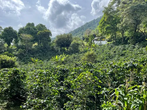 Finca En Venta En Felidia. Cod V9667