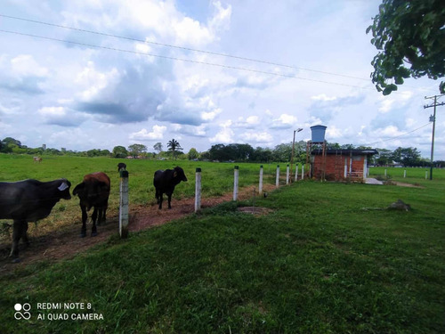 Imagen 4 de 13 de Finca Productiva En Tachira