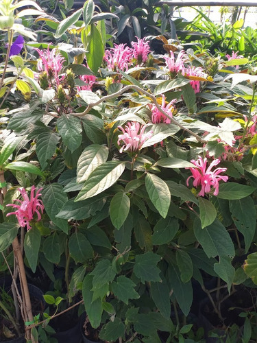 Jacobina, Justicia Carnea E03