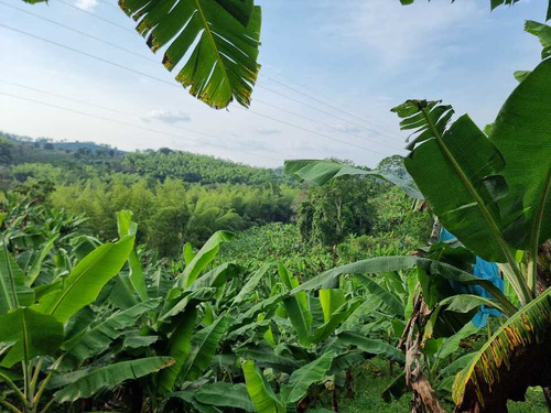 Finca Cultivada En Cafe Y Platano Excelente Ubicación Sevilla