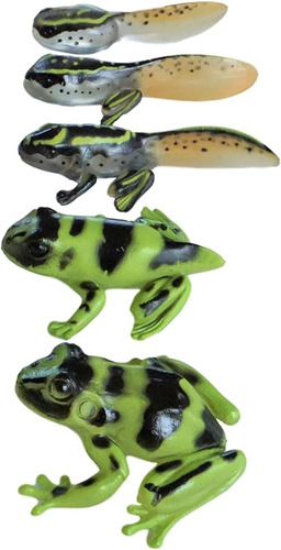 Sensory4u Frog Life Cycle Amphibian Metamorfosis Science Lea