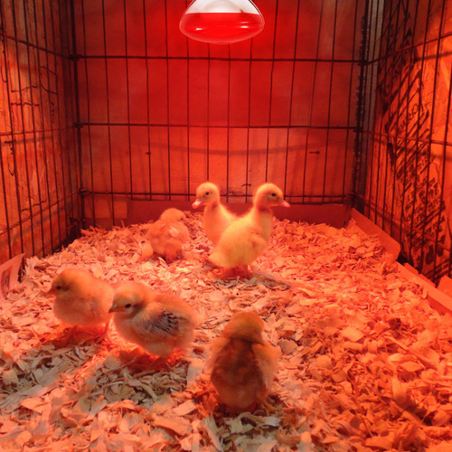 Lámpara De Conservación De Calor Heater Breeding Veterinary,