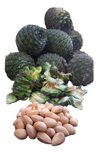Semillas De Araucaria (piñón) Comestibles. Los Más Grandes.