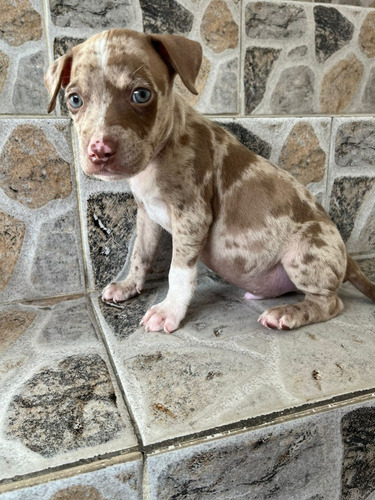 Cachorro Pitbull Merle