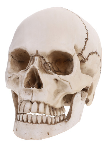 Réplica Anatómica De Resina De Un Modelo De Cráneo Humano