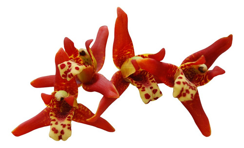 Orquídea Maxillaria Tenuifolia