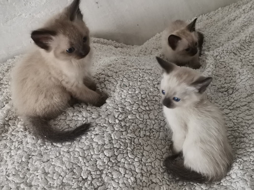 Siamés 2 Y Medio