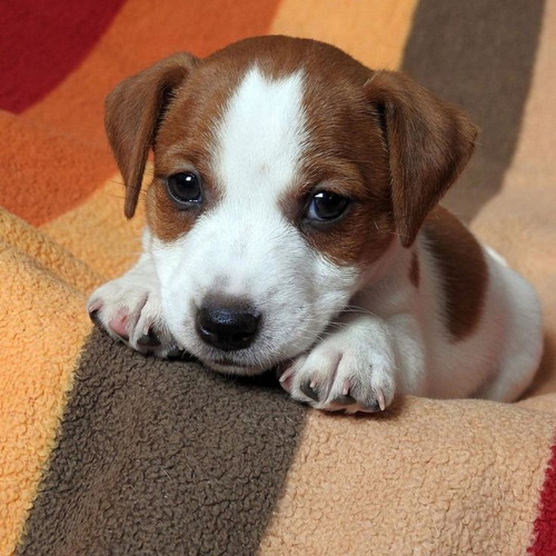 Jack Russell 5 Tricolor