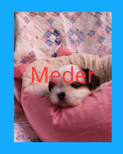 Imagen 2 de 4 de Shih Tzu