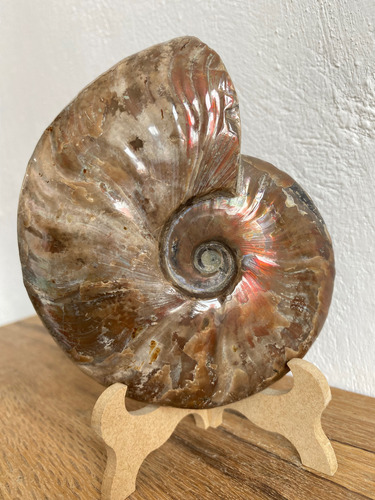 1 Ammonite Opalizado Fosil 390gr Natural Excelente Calidad