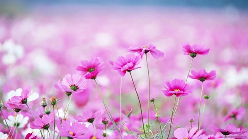 Mix De Semillas Flores Silvestres Rosa