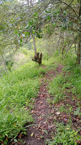 Ganga Finca De 7 Hectáreas, Producción Cafetera O Siembra