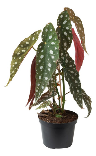 Begonia Maculata P13 - 2 Unidades
