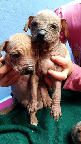 Imagen 3 de 5 de Perro Peruano