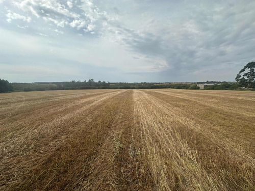 Campo Agrícola