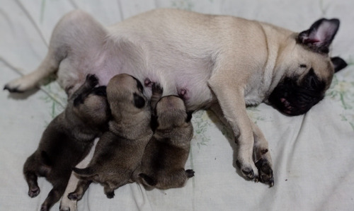 Filhotes Pug