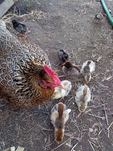 Imagen 1 de 7 de Huevo Para Incubar De Gallina Raza Fértiles