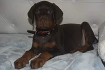 Comprar Cachorros Doberman Puro