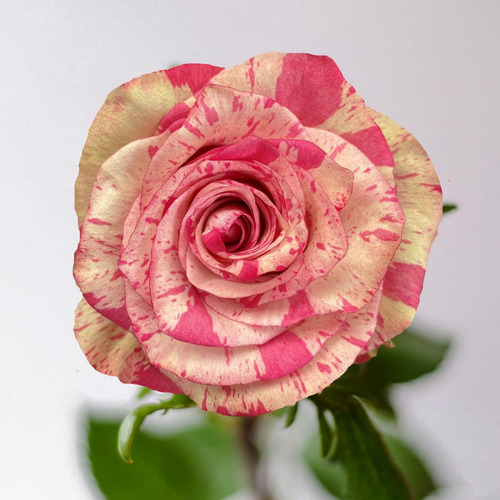 Rosas Abracadabra Bicolor - 3 Mudas Variadas Pronta Entrega
