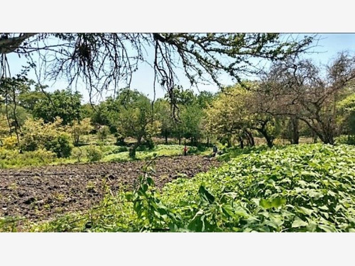 Imagen 4 de 7 de Terreno En Venta Alpuyeca , Morelos