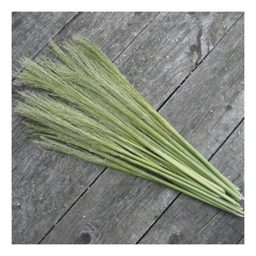 Sementes De Sorgo Vassouras 10v60 - 1kg