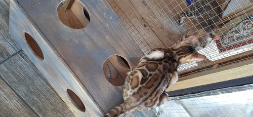 Filhotes De Gatos Bengals Importados