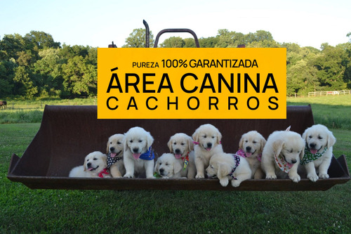Monumentales Cachorros Golden Retriever Pureza Garantizada
