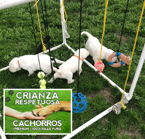 Hermosisimas Golden 100% Puras Crianza Respetuosa Cachorros.