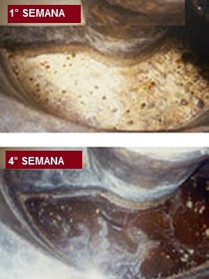 Não Compre Bactérias Fossa Compre Biofossa 1 L - 20 Semanas