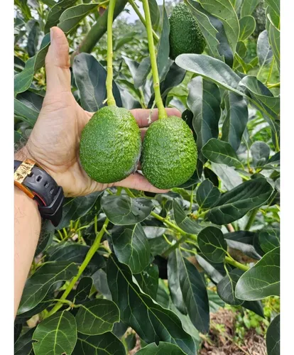 Se Vende Finca En Produccion Aguacate Hass Pijao Quindio