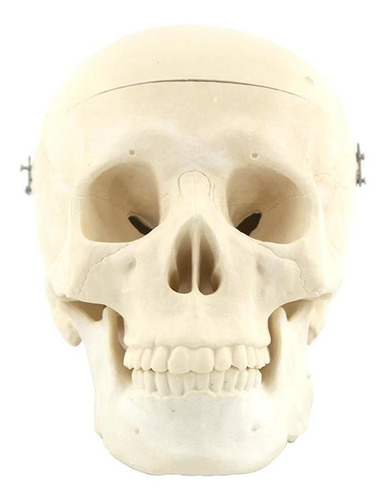 2x Modelo De Cráneo Humano De Pvc Cabeza De Esqueleto De 