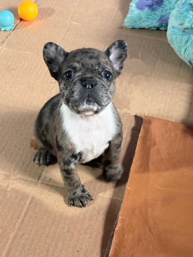  Hembra Bulldog Francés Black Merle. Realizamos Envíos 