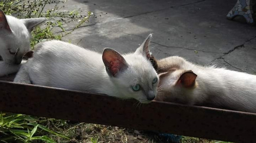 Gatito Siamés Blue Point 60 Días, Pelaje Corto, Sin Pedigree