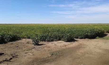 Imagen 2 de 5 de Vendo 5.000 Hectáreas ( La Seña. San Luis )