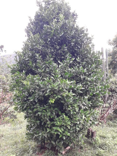 Sítio Carvalhos Com 20.000 M2 - 494
