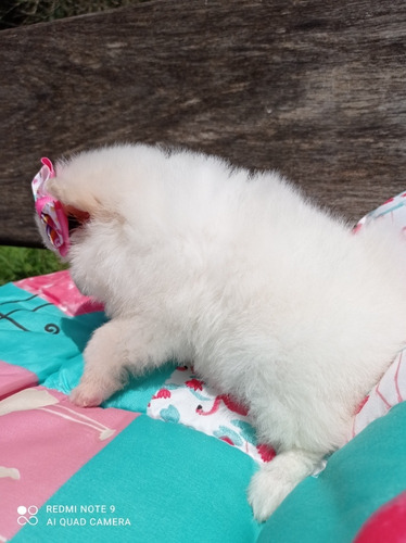 Filhote De Lulu Fêmea Com Pedigree AtestadoVeterinário