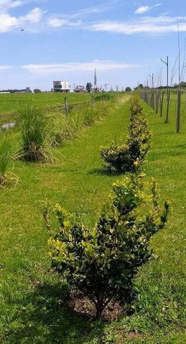 Terreno - La Toscana