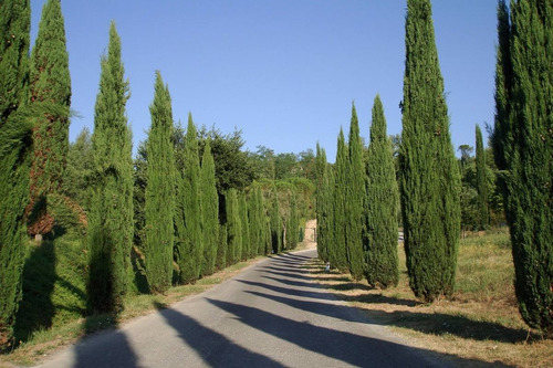 Cipreste Português - Cerca Viva - Sementes P/ Mudas E Bonsai