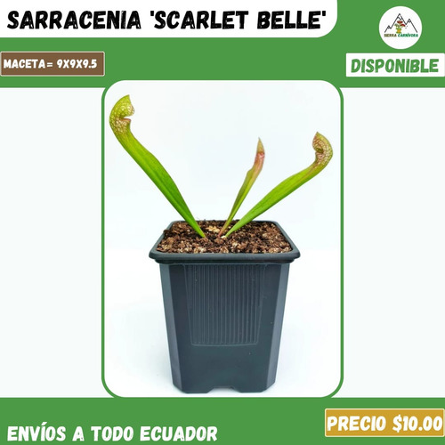 Plantas Carnívoras | Variedad De Géneros Y Especies