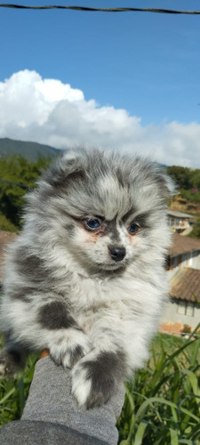 Cachorro Pomeranian Merle Venta Bogotá Rionegro