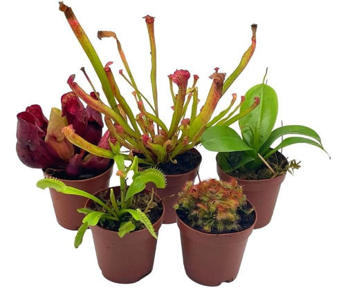 Conjunto De Plantas Carnívoras, 5 Plantas Vivas Difere...