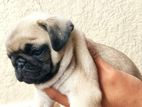 Imagen 1 de 1 de Cachorros Pug Carlino 3 Meses De Vida Vacunados