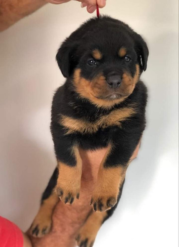 Filhotes De Rottweiler