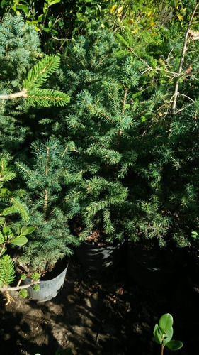 Imagen 5 de 6 de Pino Cedrus Deodara (ced.himal.) 30lts